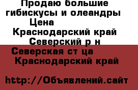 Продаю большие  гибискусы и олеандры › Цена ­ 1000-2000 - Краснодарский край, Северский р-н, Северская ст-ца  »    . Краснодарский край